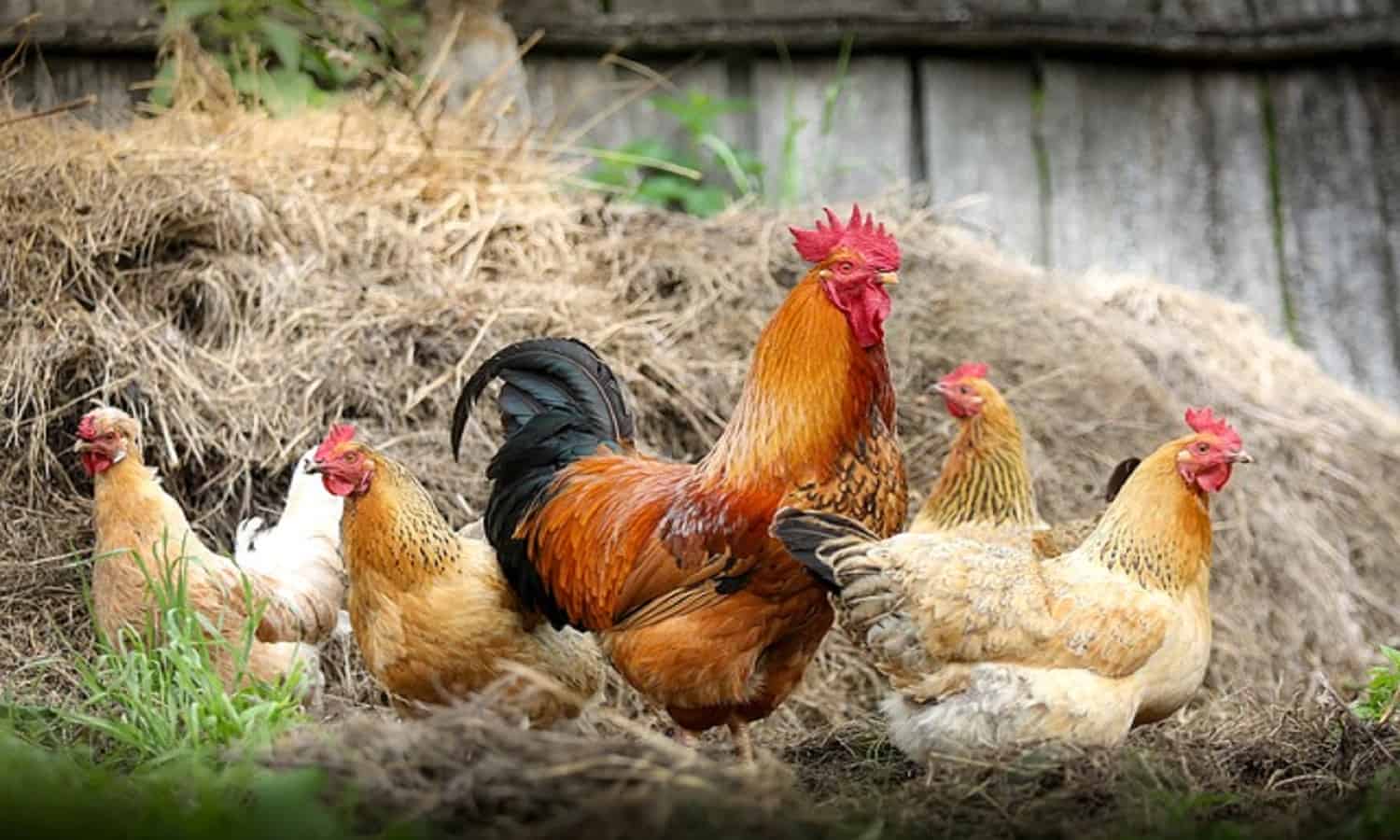 عميل يرفع حصته بالمنصورة للدواجن لـ1.53%