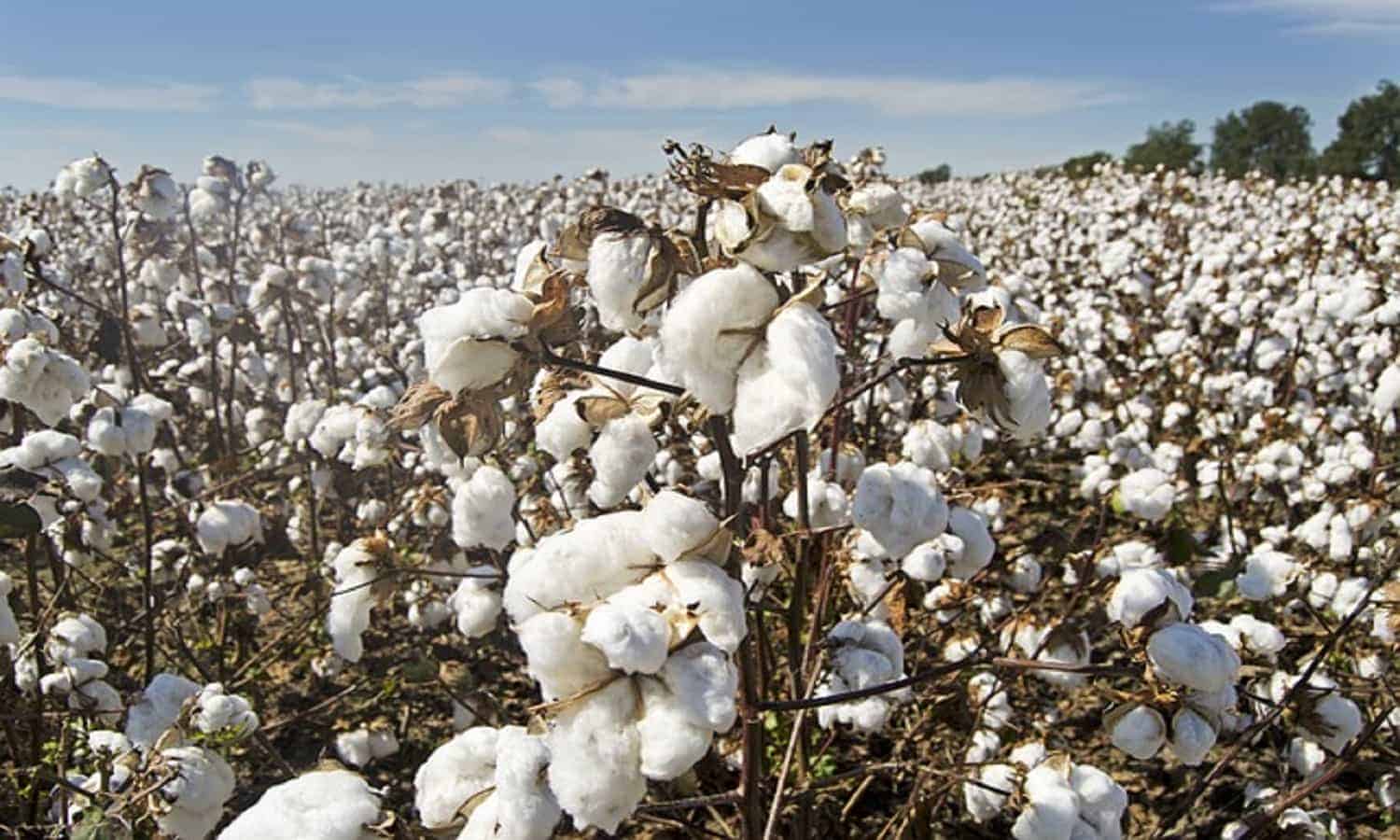 العربية لحليج الأقطان تتراجع بأرباحها الربعية بنهاية سبتمبر 2024